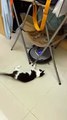 Meilleur jouet pour chat ? Un aspirateur Romba !