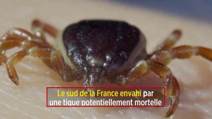 Le sud de la France envahi par une tique potentiellement mortelle