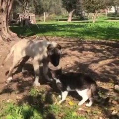 ANADOLU COBAN KOPEGi YAVRUSU vs KEDi - ANATOLiAN SHEPHERD DOG PUPPY vs CAT