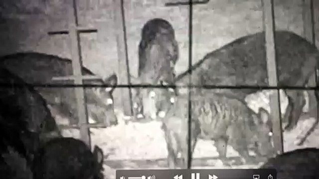 Wild Boar Video - Boar Hogs are Tough! Hog Wild