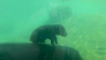 La única cría de hipopótamo nacida en Francia se da su primer baño acompañada de su madre