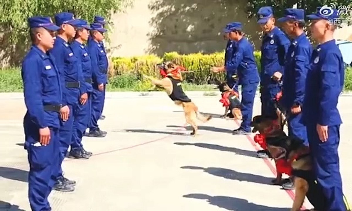 Chó nghiệp vụ già giải ngũ vẫn quyến luyến nắm góc áo chủ