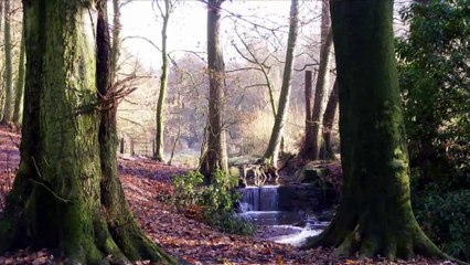 Accusations of wildlife 'killing' in South Ribble are 'completely false' says Council