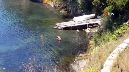Aşırı sıcaklarda bunalan koyunları denizde serinletti