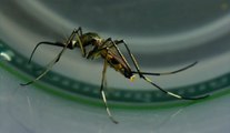 Comment éviter les piqûres de moustiques tigre cet été ?