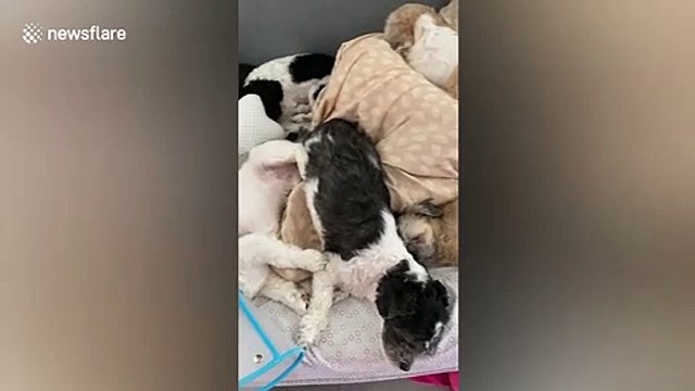 Las Vegas dog owner curls up with all TEN pets for afternoon nap