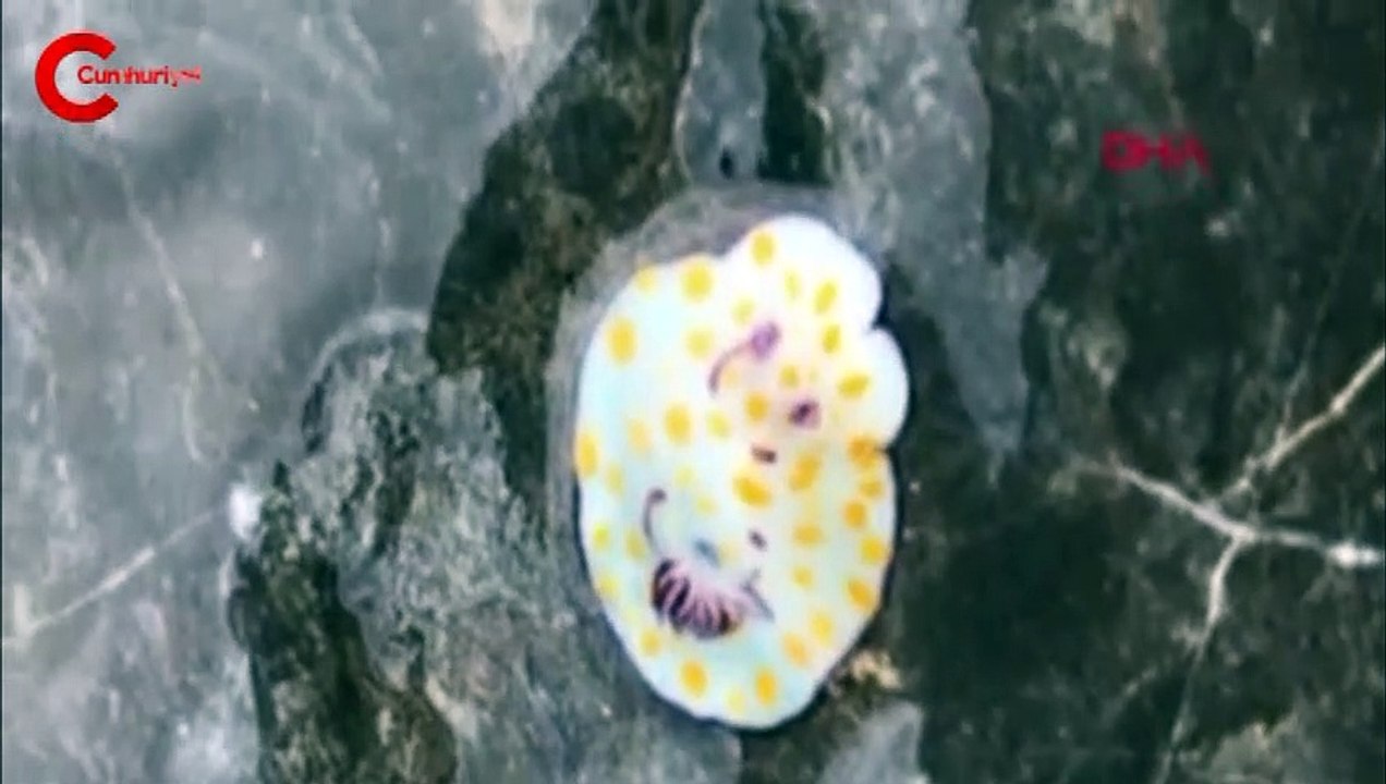 Dünya tarihinde bir ilk! Akdeniz'in karakteri değişiyor