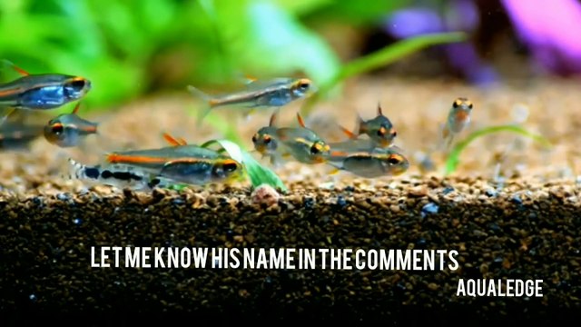 Types of TETRA Fish | Freshwater fish | Aquarium fish