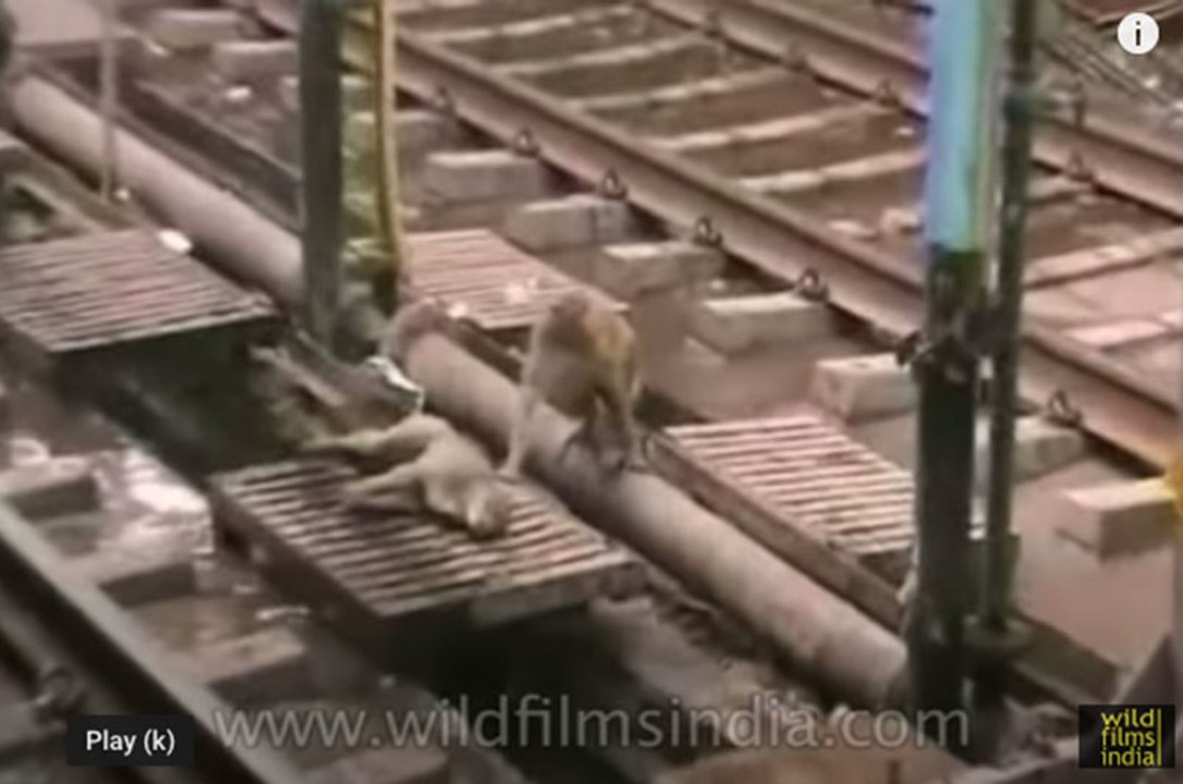 Railway track monkey rescue : animal heroics! - video Dailymotion