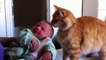 Cats Meeting Babies for the FIRST Time Compilation #3 gatos con bebes!