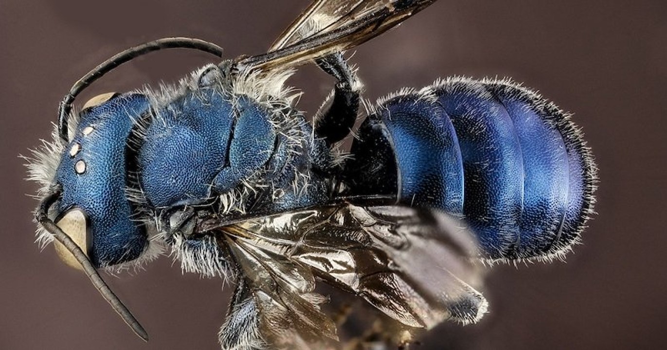 Alors qu'on la croyait éteinte, une espèce d'abeille bleue a été repérée près d'un lac en Floride par deux scientifiques