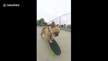 This three-year-old Frenchie loves to skateboard