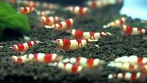 Types of SHRIMPS  Part 1 | Aquarium shrimps | Different types