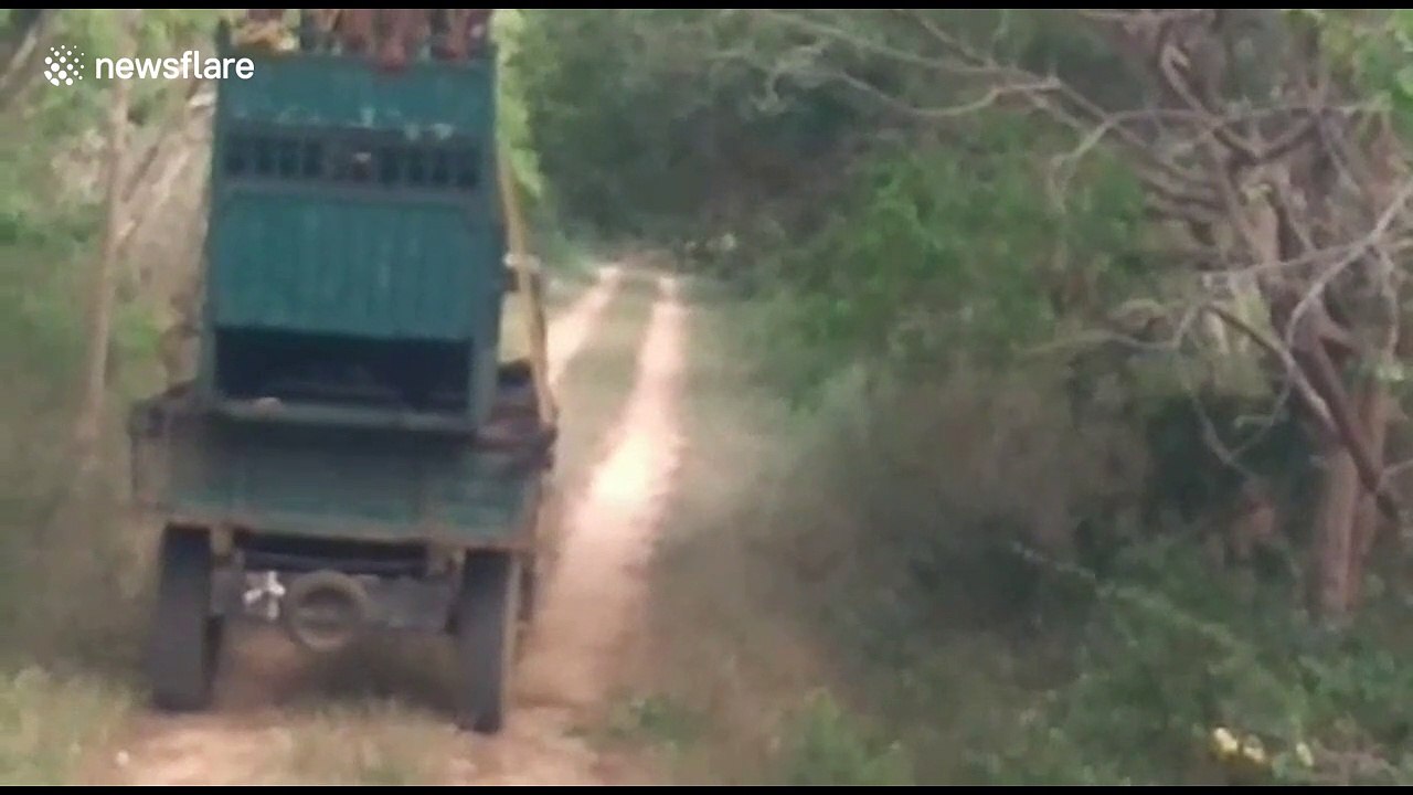 Sloth bear mauls forest officials attempting to release it into the wild