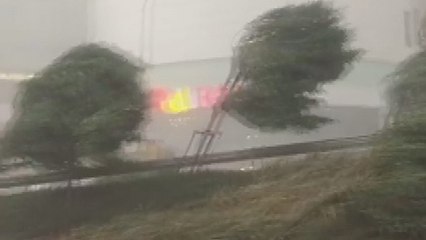 Üsküdar'da şiddetli rüzgarlar ağaçları böyle uçurdu