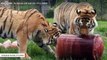 Tigers Enjoy Icy Treat Made Of Blood For Second Birthday