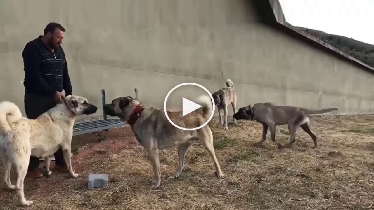 KALiTELi VE BAKIMLI SiVAS KANGAL KOPEKLERi - ANATOLiAN SHEPHERD SiVAS KANGAL DOG