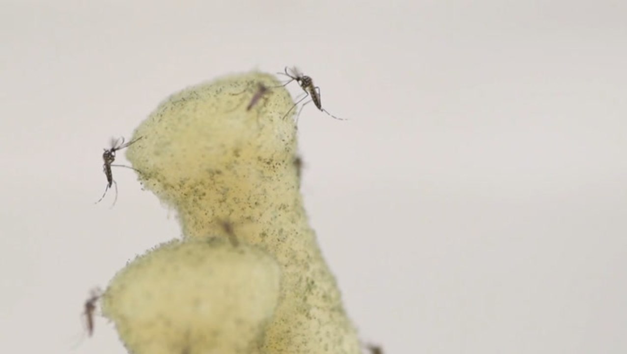 Spring drought helped mosquito numbers spike