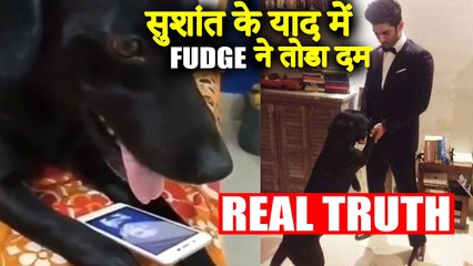 Sushant Singh Rajput's Dog FUDGE PA$$ING AWAY Are NOT True