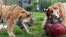 Amur tiger cubs enjoy birthday treat at Whipsnade Zoo (C) ZSL