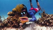 Diving for CONCH in the Cayman Islands