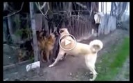 SiMiT KUYRUK COBAN KOPEGi vs ALMAN KURDU - ANATOLiAN SHEPHERD DOG vs GERMAN SHEPHERD DOG