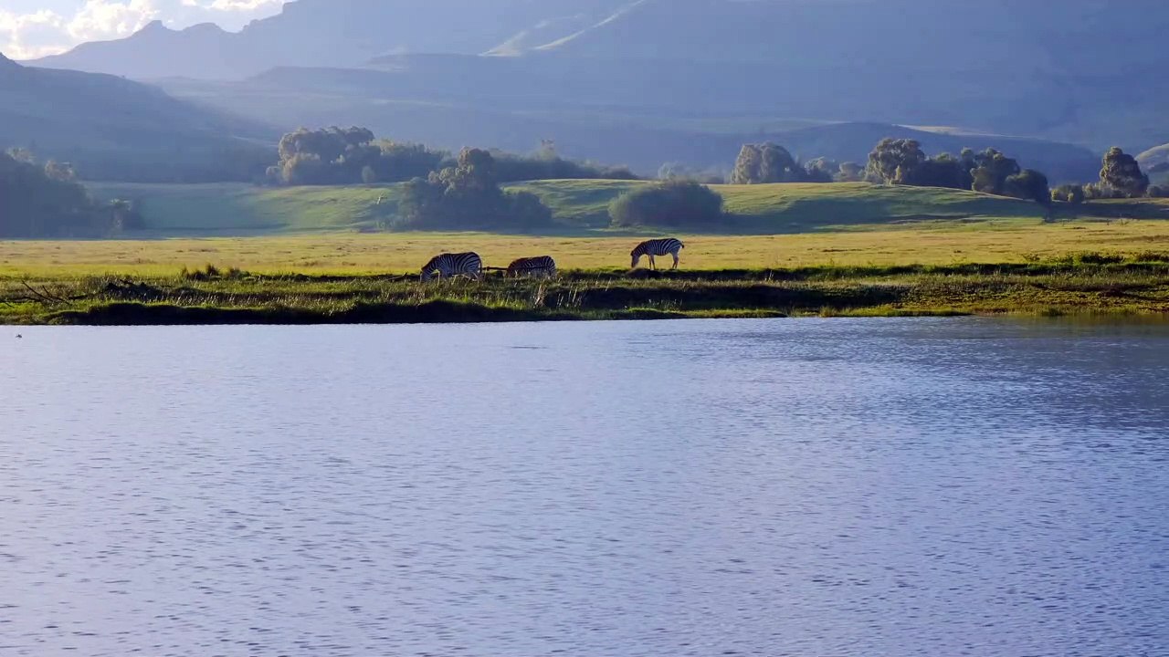 Beautiful landscape with zebras