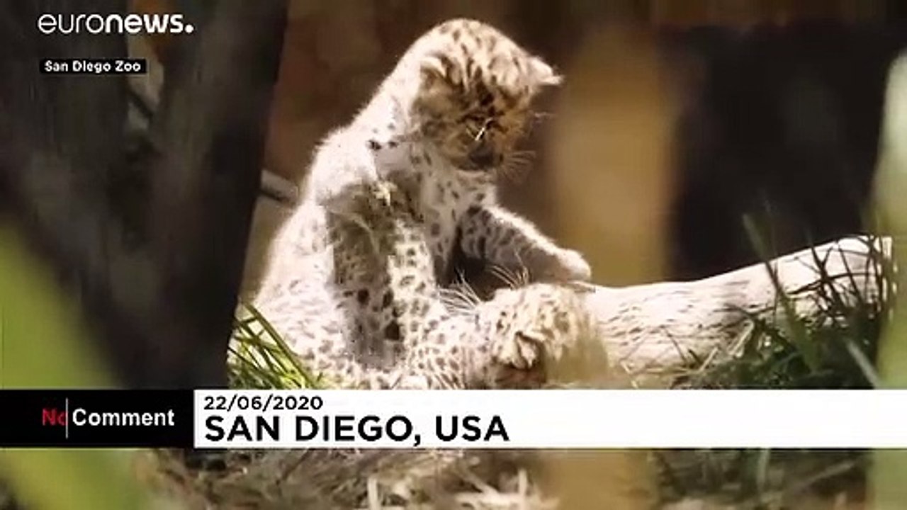 Endangered Amur leopard cubs venture out for first time at San Diego Zoo