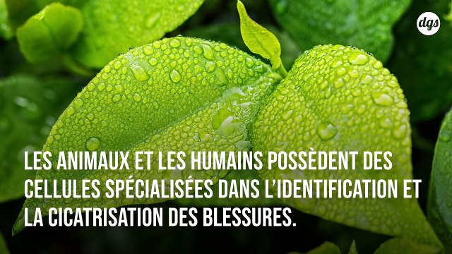 Découverte du mécanisme qui coordonne la régénération des plantes