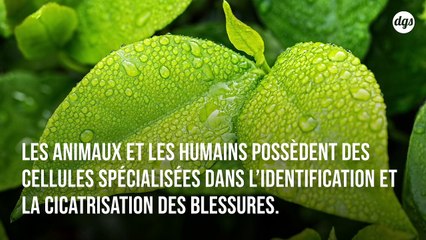 Découverte du mécanisme qui coordonne la régénération des plantes