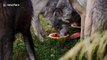 Pack of hungry wolves chow down on juicy watermelons during hot summer day
