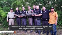 Cops Catch Gator That Was 'Illegally Crossing' Road