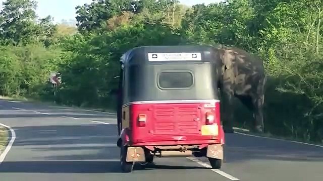 Elephant chase, vehicles for food ,- Elephant Attack ,Cars and Tourist ,Humans on Road
