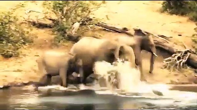 Elephant Herd ,Saves Baby, Elephant from, Crocodile Elephants, rescue Elephants, from Animal Attack