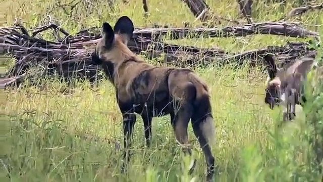 Elephant save ,baby from wild ,dog hunting , Wild Dog vs Elephant , Aniamals Save ,Another Animals