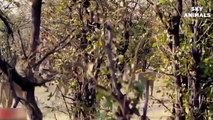 Elephant Save, New Born, Baby From Lion, - Amazing Attack, of Animals,  Lion Video, National Geographic