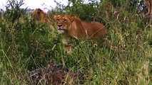 Elephant Saved ,Buffalo From Lion, - Big Cat Attacks, Compilation  ,Aniamals Save, Another Animals