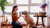 Things in Your House That Can Cause Allergies in Your Dog