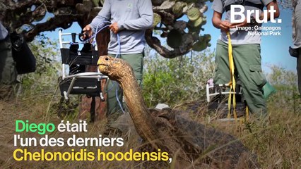 Diego la tortue, le symbole d'une restauration d'espèce réussie