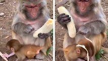 Les singes non plus n'aiment pas les filaments des bananes