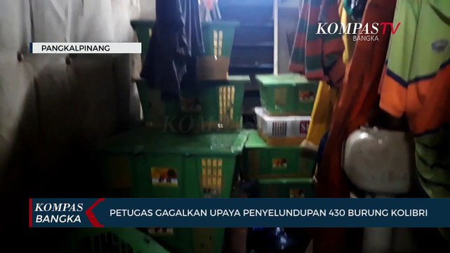 Petugas gagalkan Upaya Penyelundupan 430 Ekor Burung Kolibri