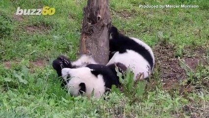 Playful Pandas! Watch Brother & Sister Panda Twins Have an Adorable ‘Battle’!