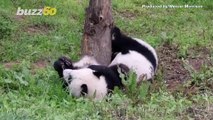 Playful Pandas! Watch Brother & Sister Panda Twins Have an Adorable ‘Battle’!