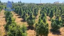 Policía Nacional encuentra dos bancales con unas 2.000 plantas de marihuana en Cartagena