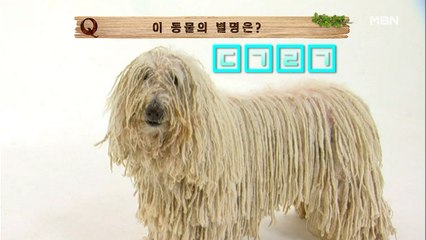 눈 뜨고 정답 베이는 이곳은 야생! 스피드퀴즈 ①&②