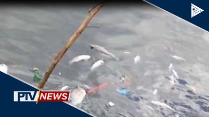 DA: Walang virus sa mga tilapia at hipon