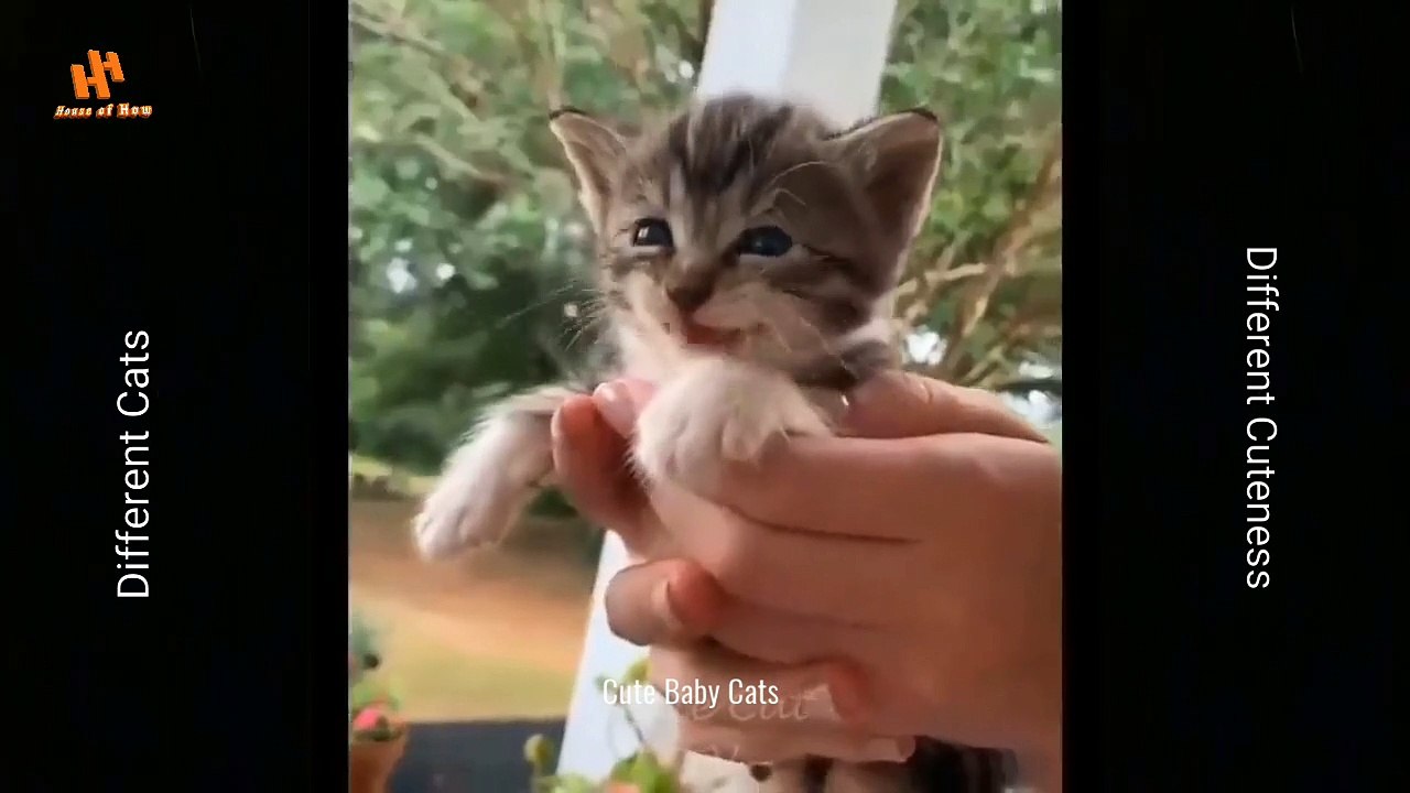Cute  Baby Cats Video ll Compilation Cute Moment of The Funny and Lovely Cats #1