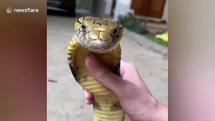 Man plays with deadly king cobra he tamed as pet in Thailand