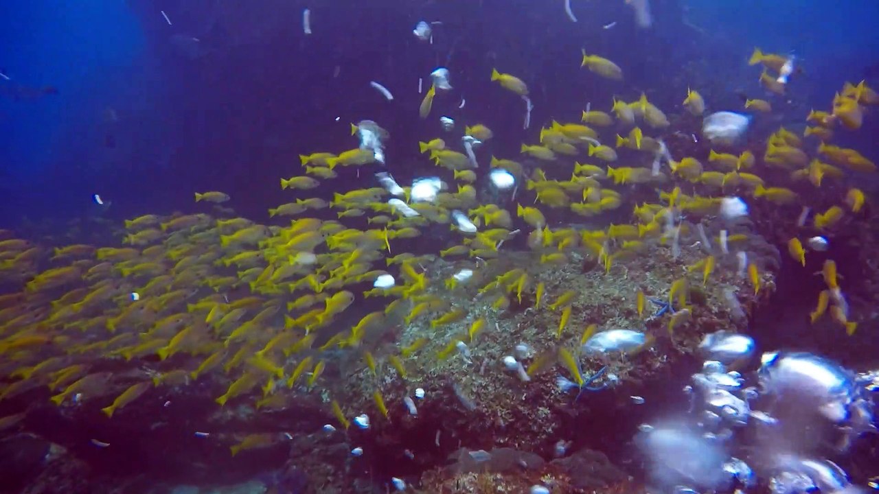 Richelieu  Rock Scuba Diving No Troubles Just Bubbles