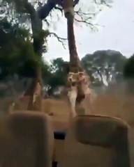 Une girafe fait une grosse frayeur à ces touristes en jeep